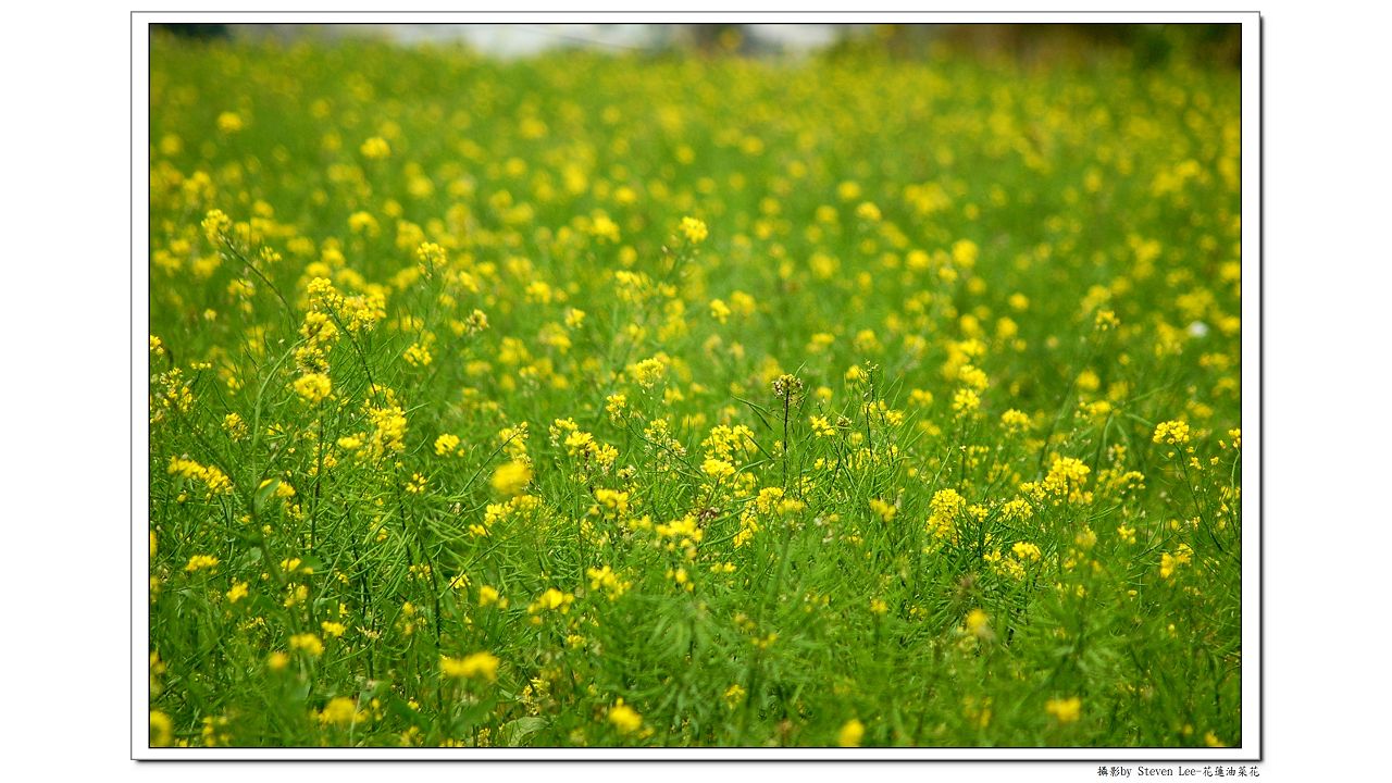 油菜花